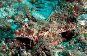 Bali 2016 - Orange and black dragonet - Dragonet orange et noir - Dactylopus kuiteri - IMG_6077_rc
